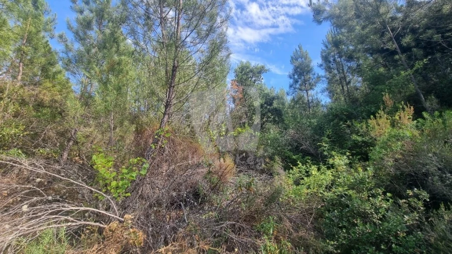 Terreno Agricola ou Rústico para Venda em Santo Andre das Tojeiras Foto 44