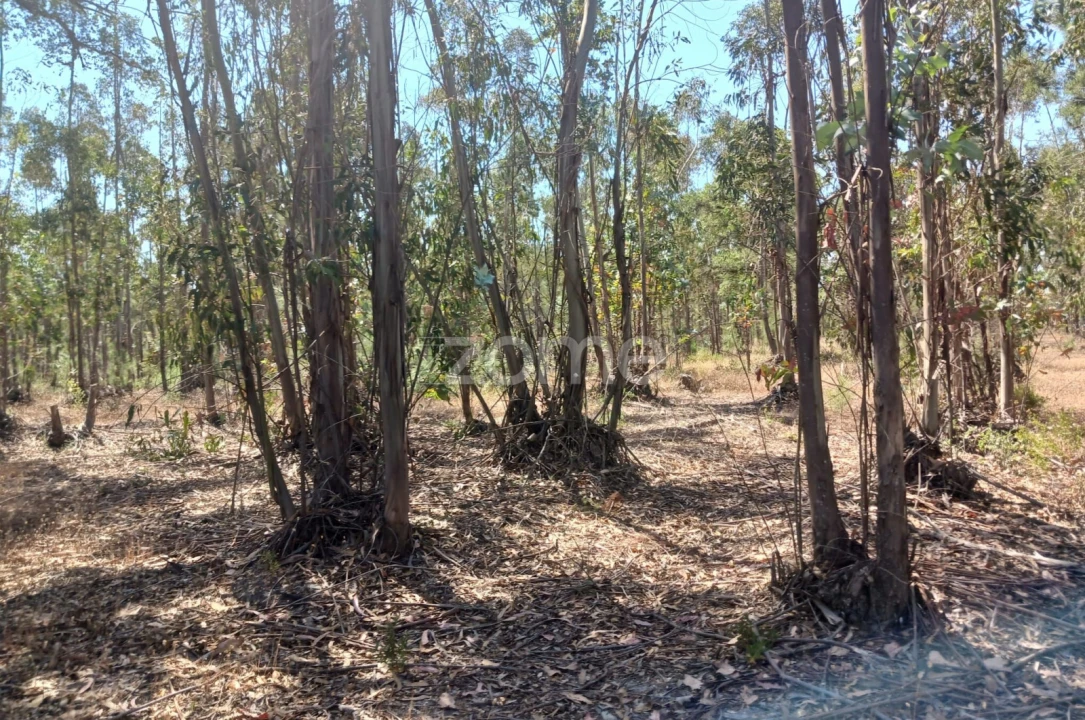 Terreno para Venda em Grândola e Santa Margarida da Serra Foto 12