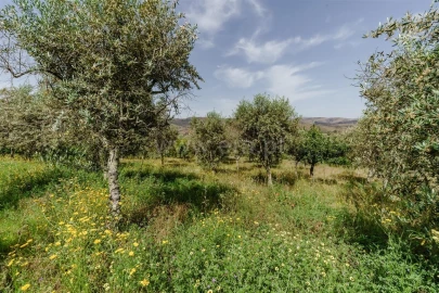 Terreno para Venda em Paul