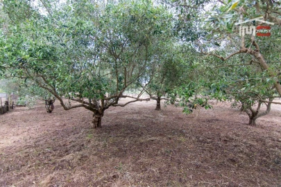 Moradia T4 para Venda em São Mamede