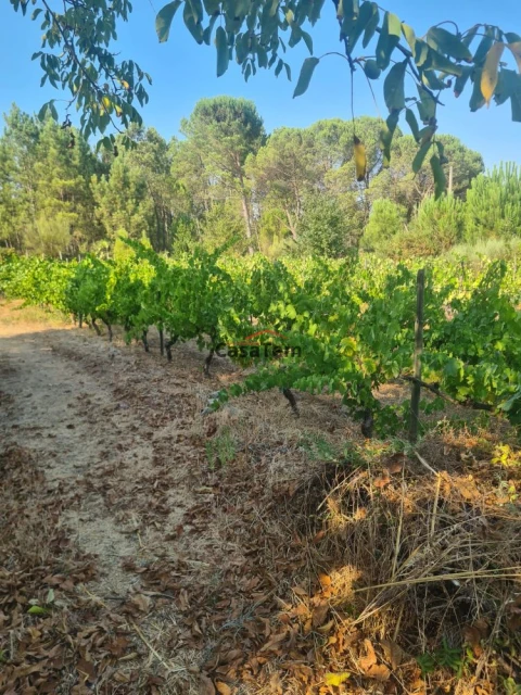 Terreno para Venda em Fragosela