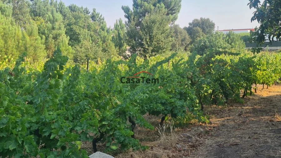 Terreno para Venda em Fragosela