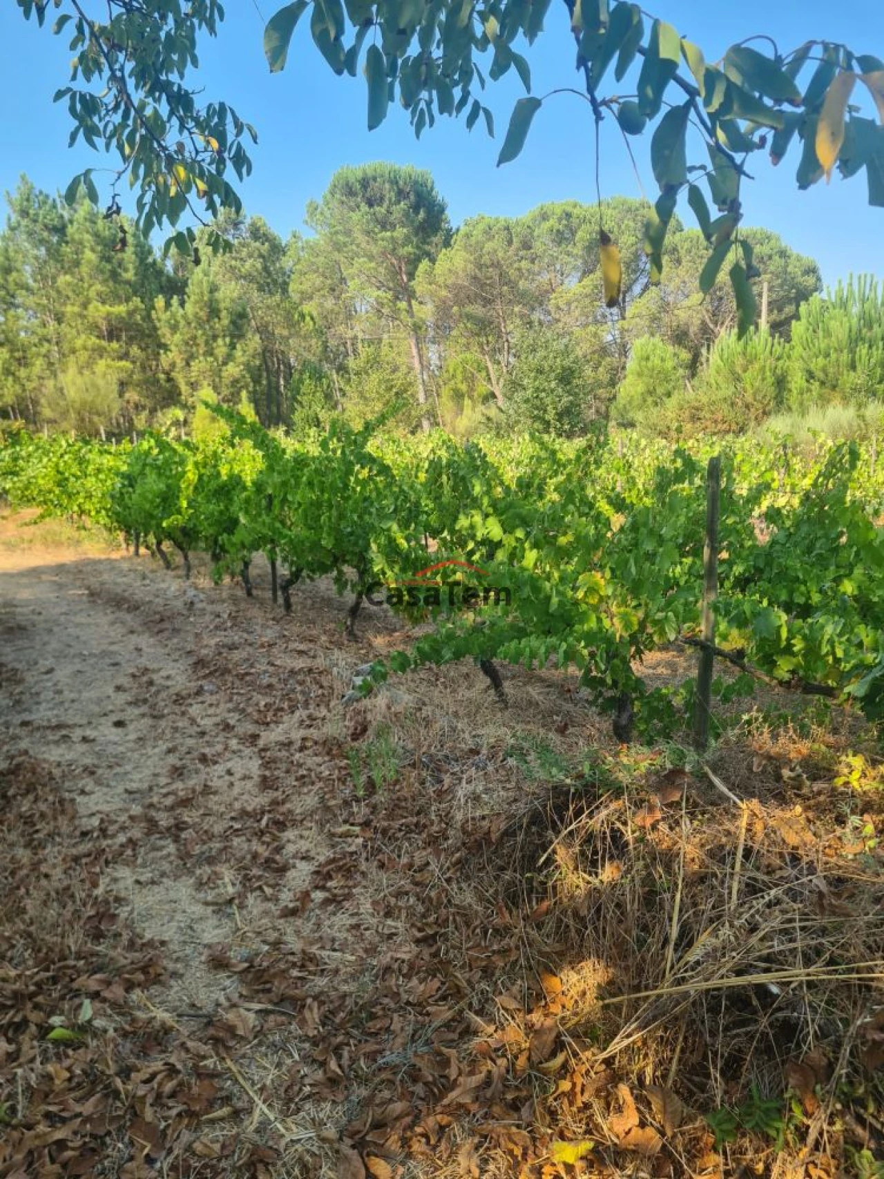 Terreno para Venda em Fragosela Foto 7