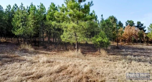 Terreno para Venda em Soalheira