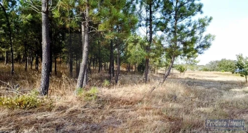 Terreno para Venda em Soalheira