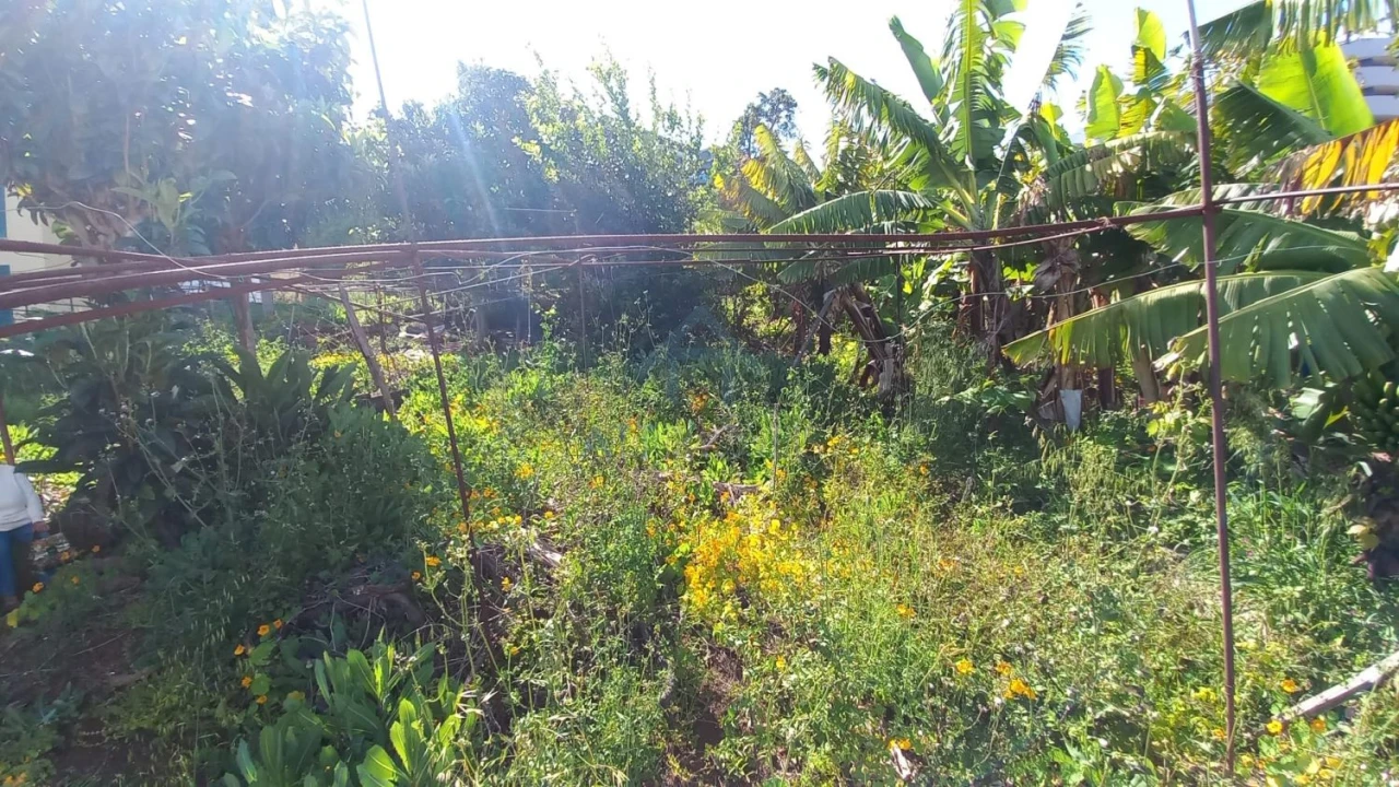 Terreno para Venda em São Martinho Foto 1