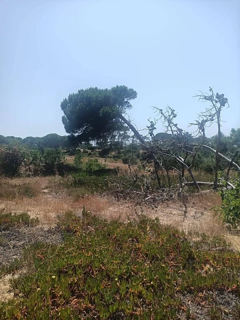 Terreno para Venda em Sesimbra (Castelo)