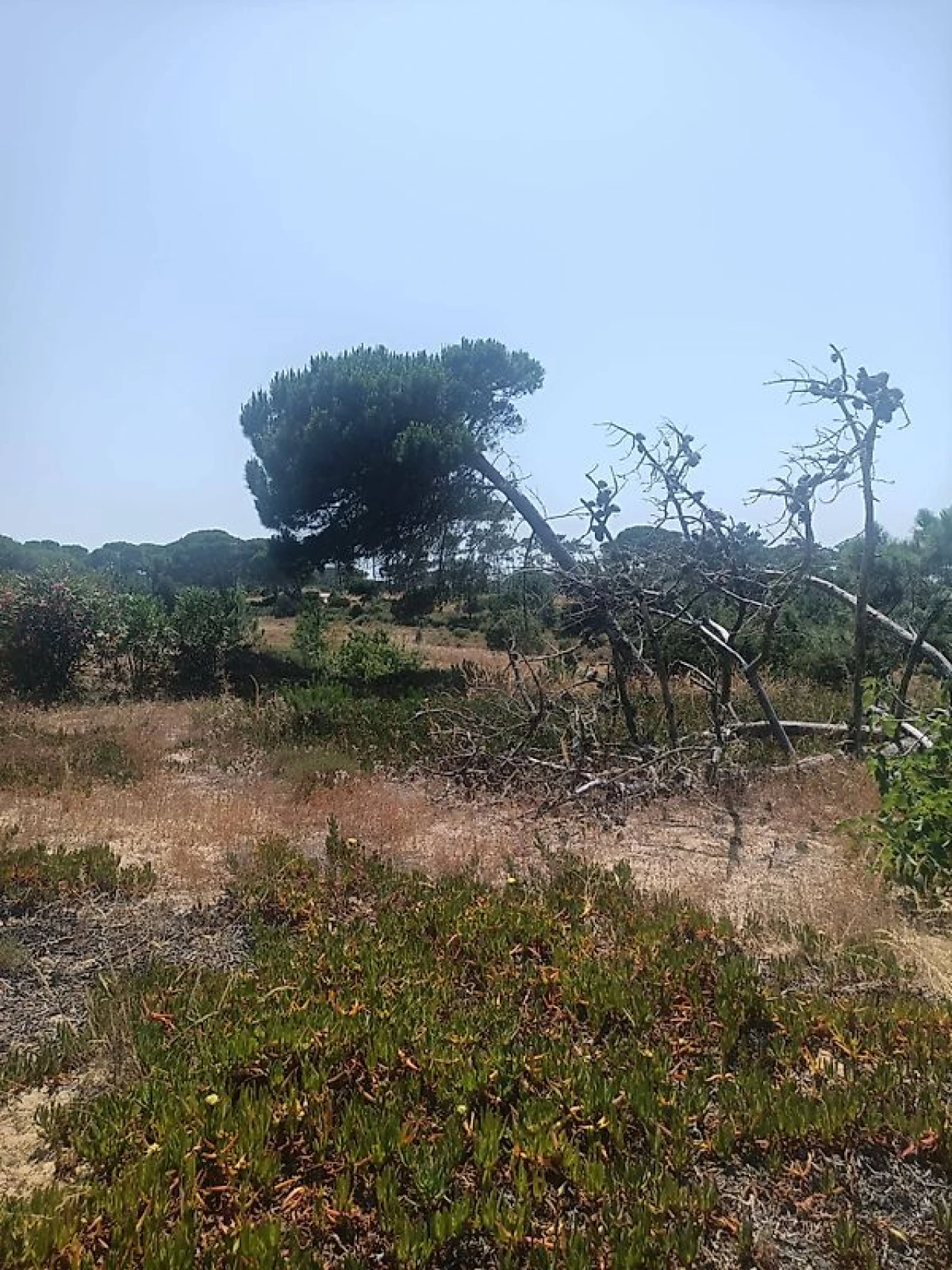 Terreno para Venda em Sesimbra (Castelo) Foto 3
