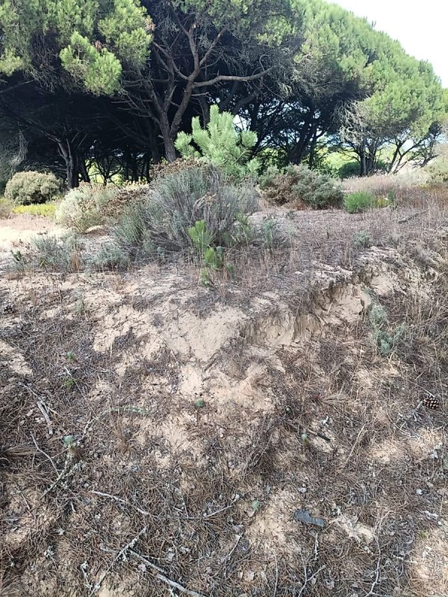 Terreno para Venda em Sesimbra (Castelo) Foto 12