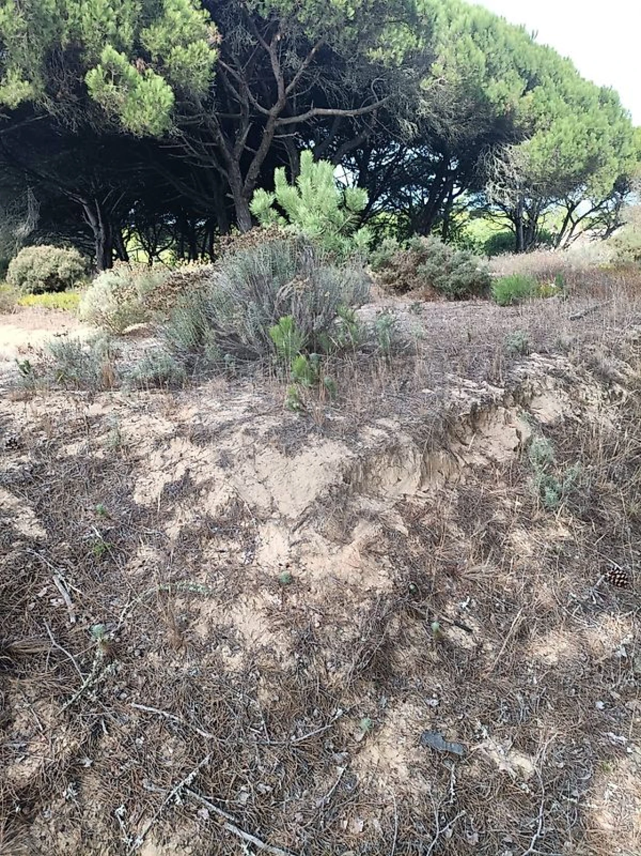 Terreno para Venda em Sesimbra (Castelo) Foto 12