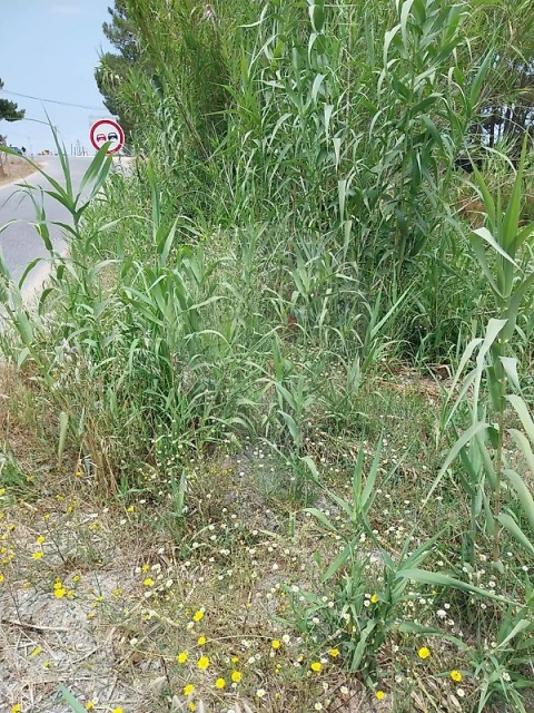 Terreno para Venda em Vila Nova de Milfontes