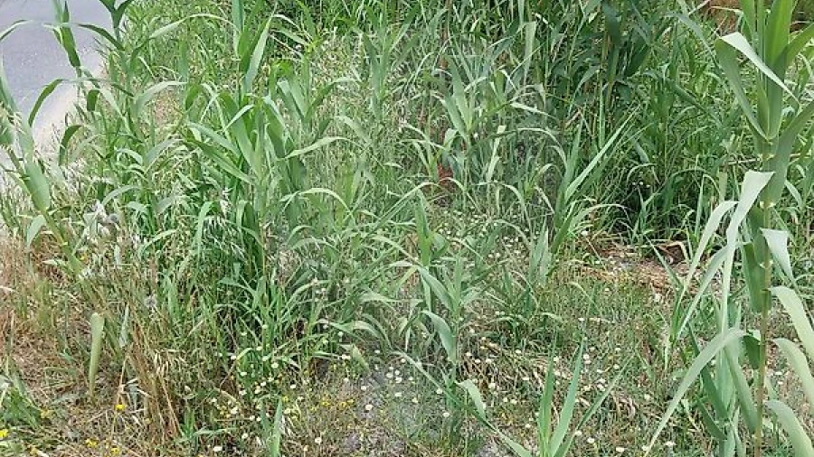 Terreno para Venda em Vila Nova de Milfontes