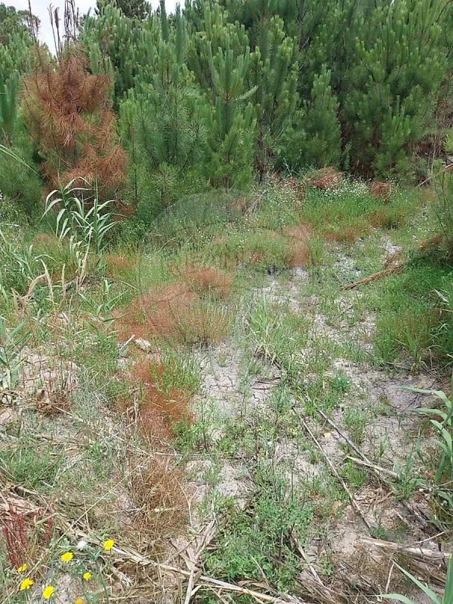 Terreno para Venda em Vila Nova de Milfontes Foto 4