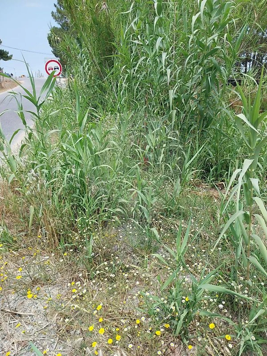Terreno para Venda em Vila Nova de Milfontes Foto 3