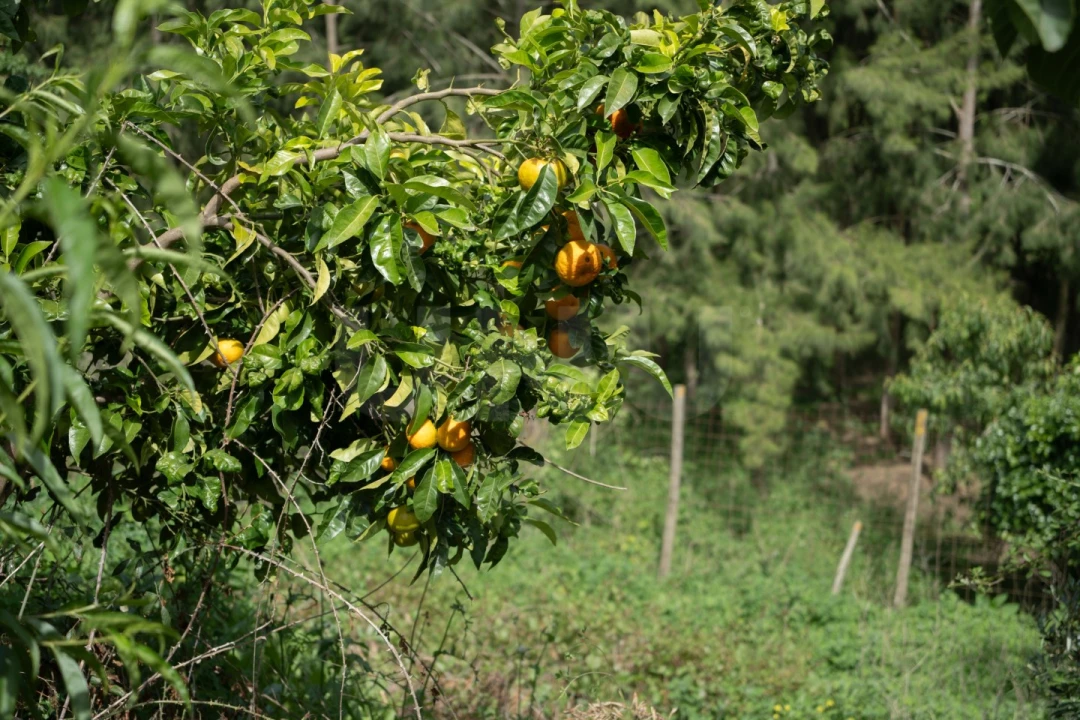 Terreno para Venda em Maxial e Monte Redondo Foto 10