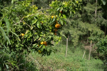 Terreno para Venda em Maxial e Monte Redondo