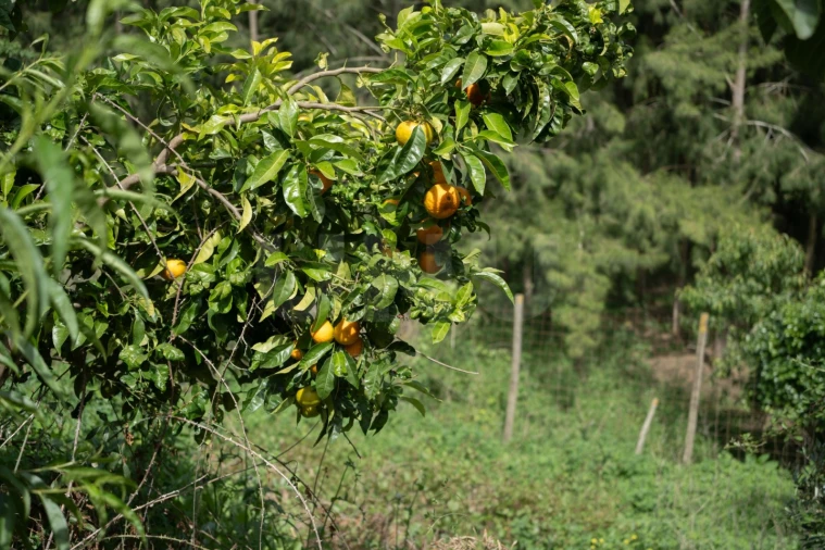 Terreno para Venda em Maxial e Monte Redondo Foto 10