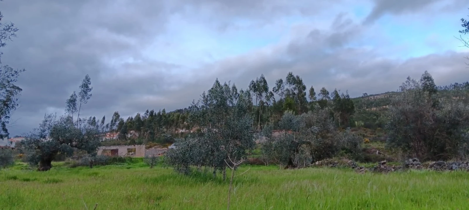 Terreno Agricola ou Rústico para Venda em Mação, Penhascoso e Aboboreira Foto 7