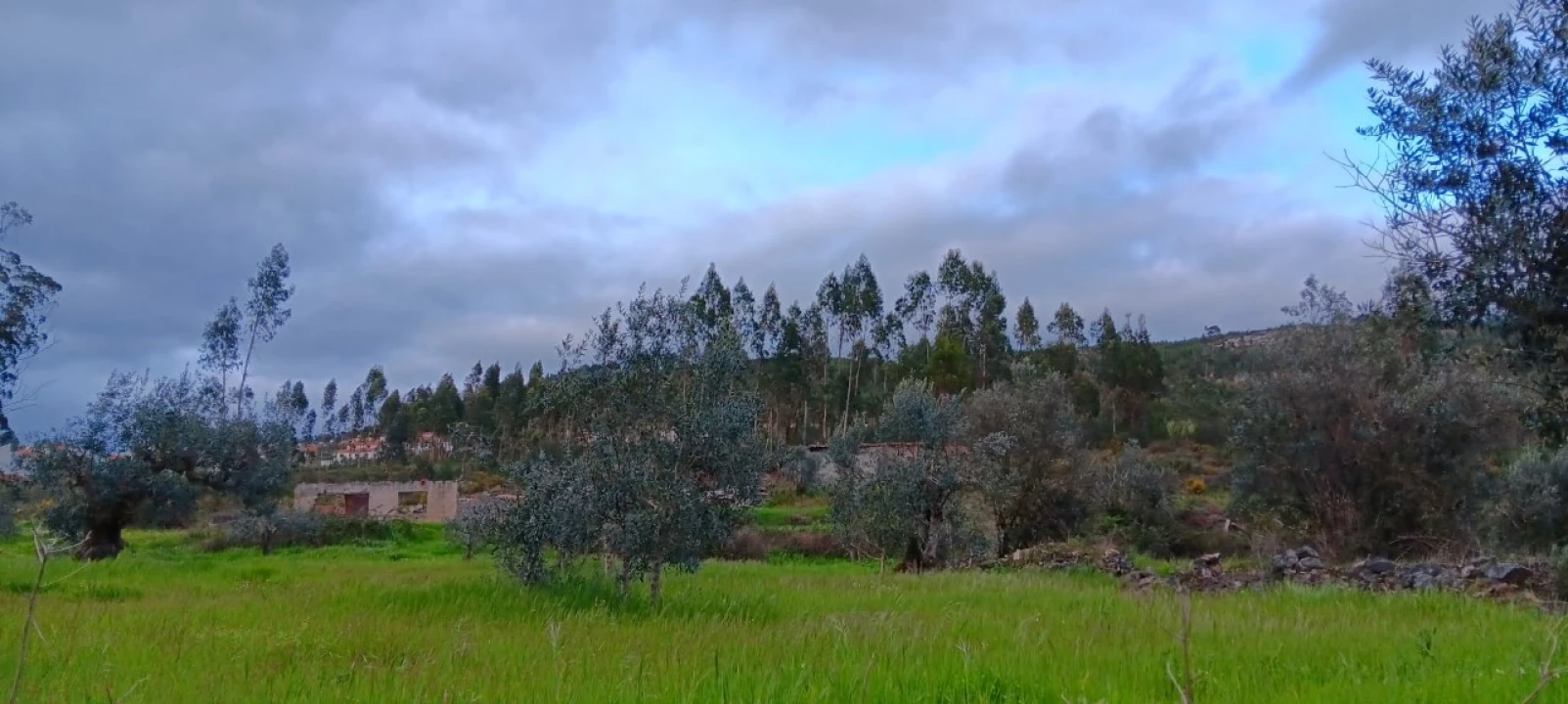 Terreno Agricola ou Rústico para Venda em Mação, Penhascoso e Aboboreira Foto 4