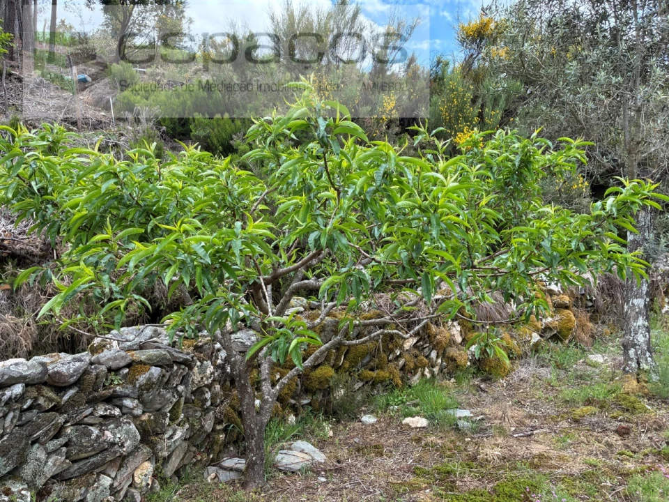 Terreno para Venda em Unhais-O-Velho Foto 6