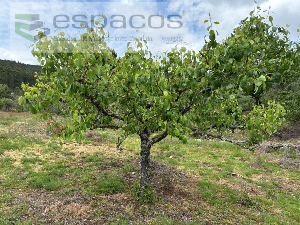 Terreno para Venda em Unhais-O-Velho Foto 21