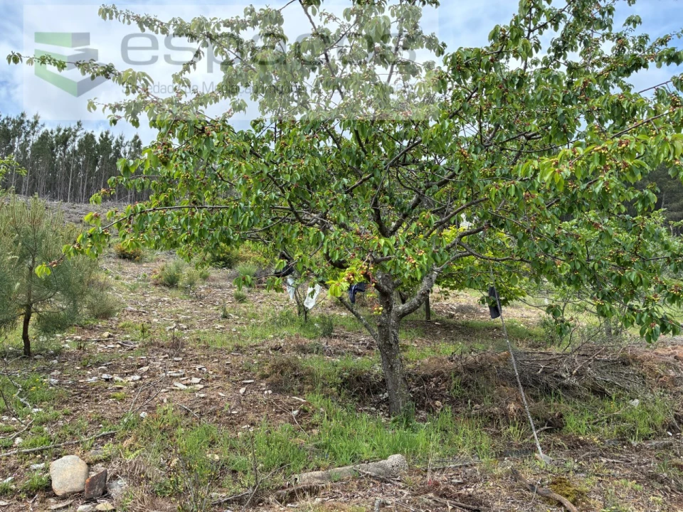 Terreno para Venda em Unhais-O-Velho Foto 29