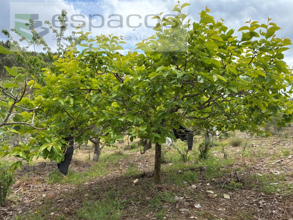 Terreno para Venda em Unhais-O-Velho Foto 32