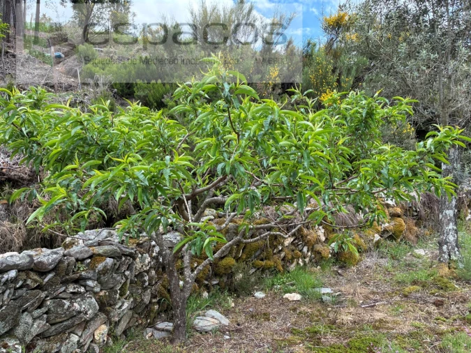 Terreno para Venda em Unhais-O-Velho Foto 6