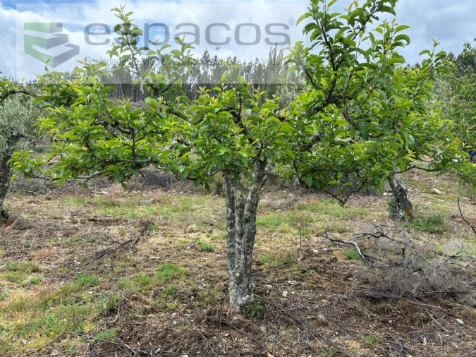 Terreno para Venda em Unhais-O-Velho Foto 28