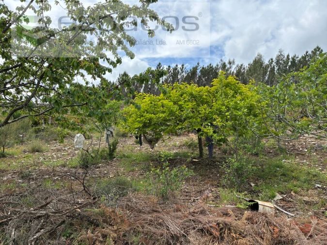 Terreno para Venda em Unhais-O-Velho Foto 30