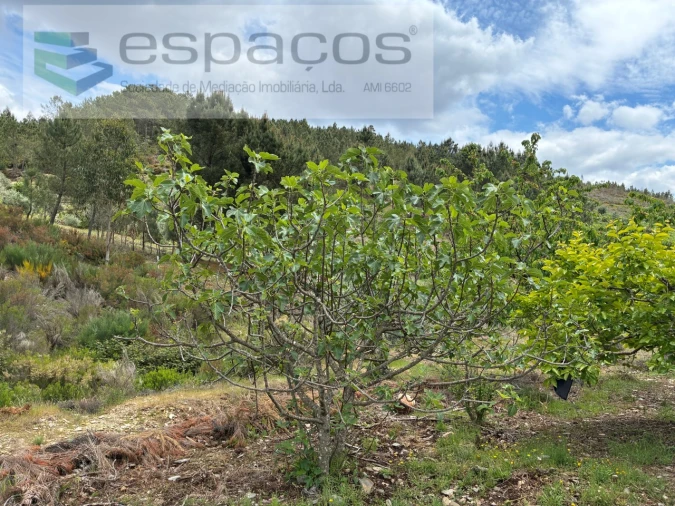 Terreno para Venda em Unhais-O-Velho Foto 33