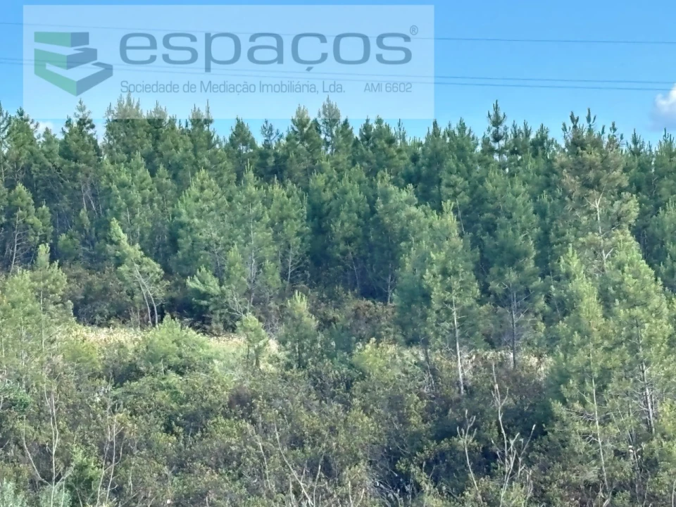 Terreno para Venda em Santo Andre das Tojeiras Foto 13