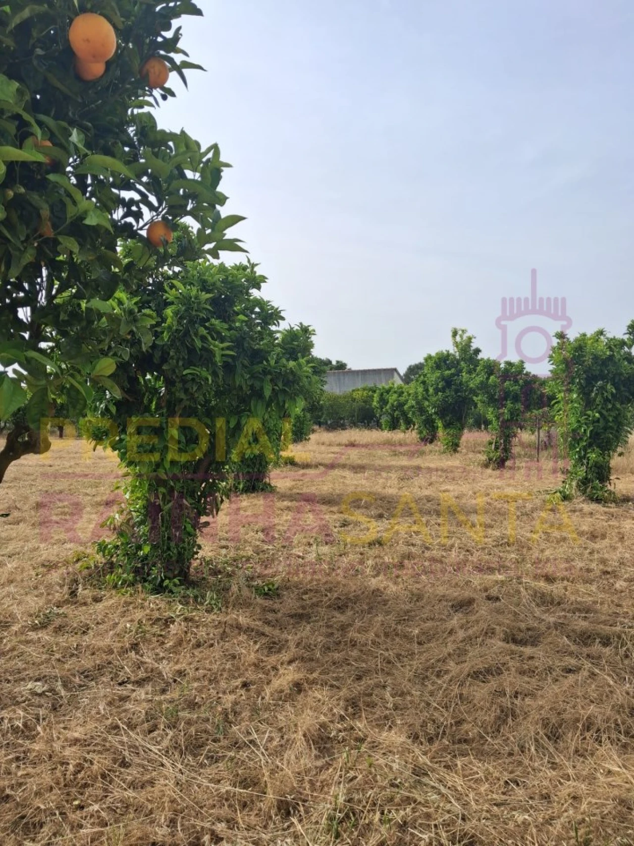 Terreno para Venda em Cartaxo e Vale da Pinta Foto 2