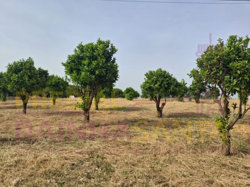 Terreno para Venda em Cartaxo e Vale da Pinta Foto 6