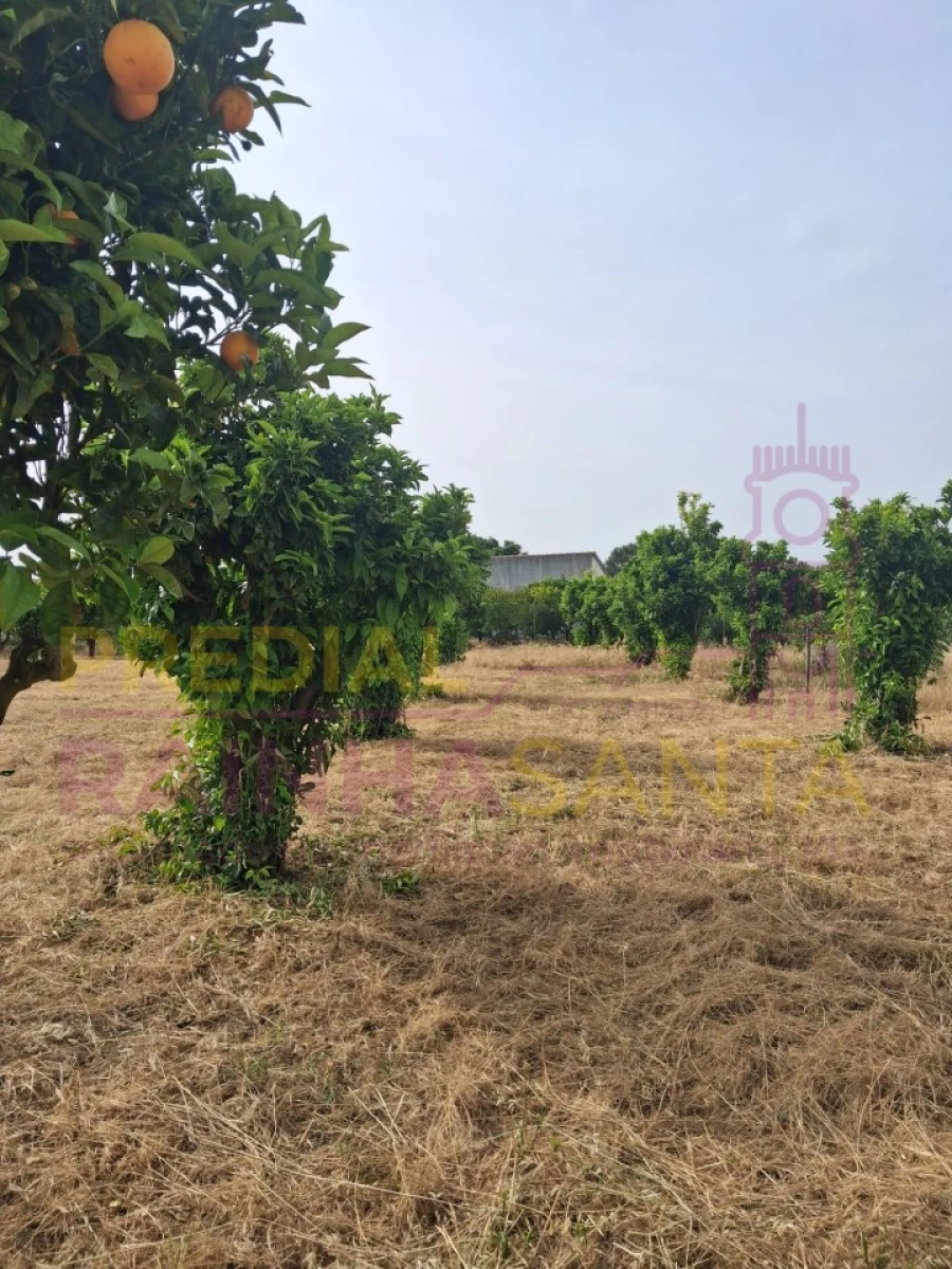 Terreno para Venda em Cartaxo e Vale da Pinta Foto 2