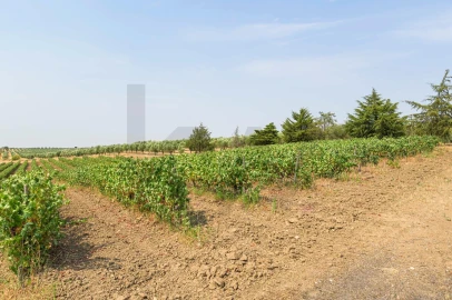 Quinta T5 para Venda em Figueira e Barros