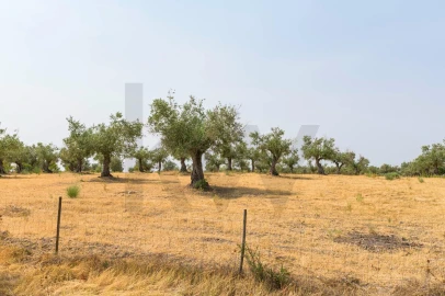Quinta T5 para Venda em Figueira e Barros