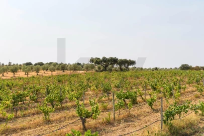 Quinta T5 para Venda em Figueira e Barros