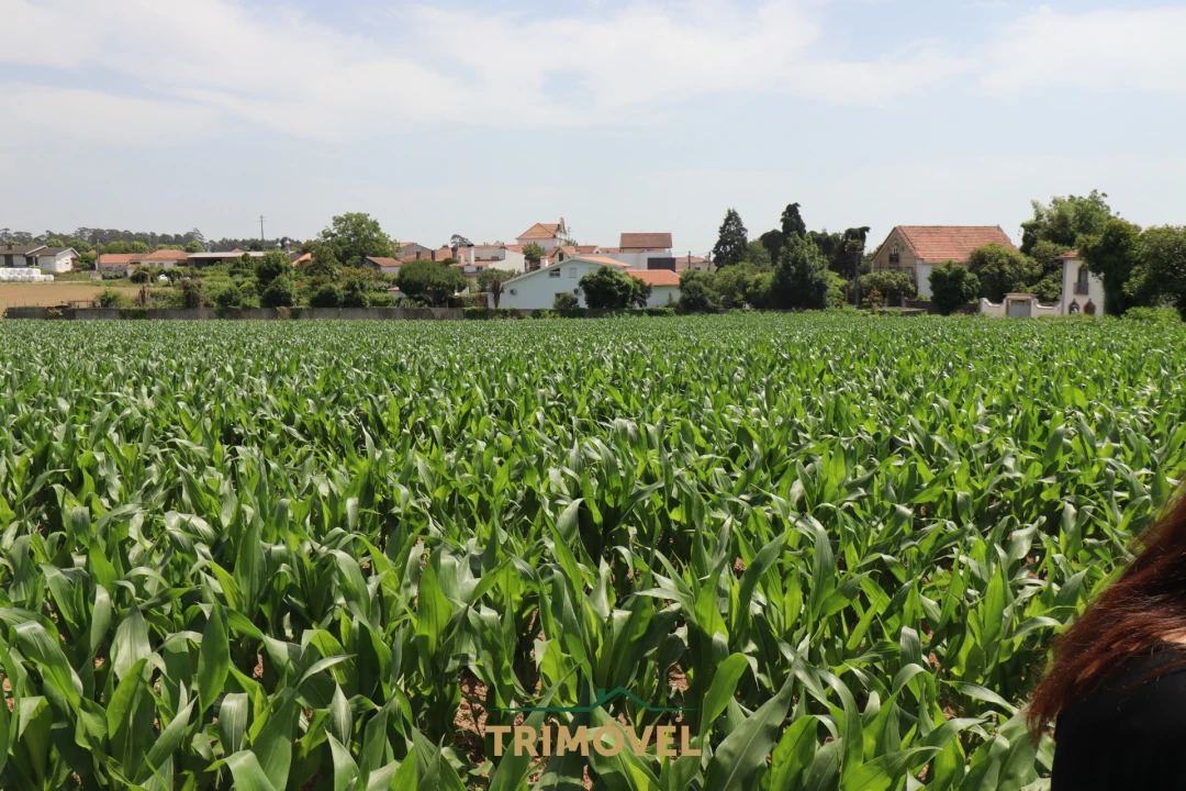 Terreno para Venda em Valega Foto 2