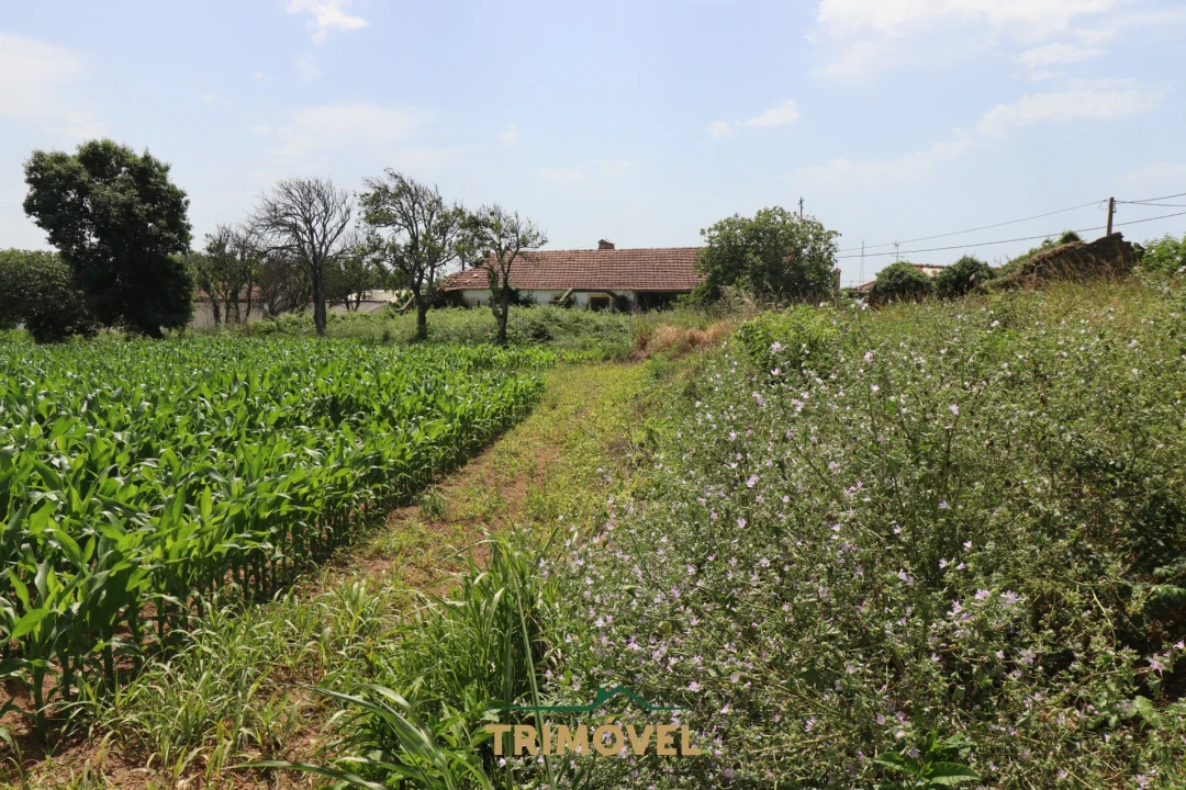 Terreno para Venda em Valega Foto 3
