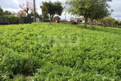 Terreno Agricola ou Rústico para Venda em Proença-A-Nova e Peral