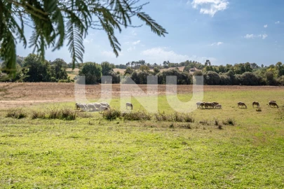 Terreno Agricola ou Rústico para Venda em Caria