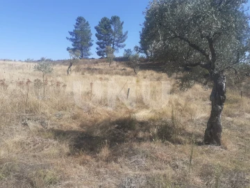 Terreno Agricola ou Rústico para Venda em Escalos de Baixo e Mata
