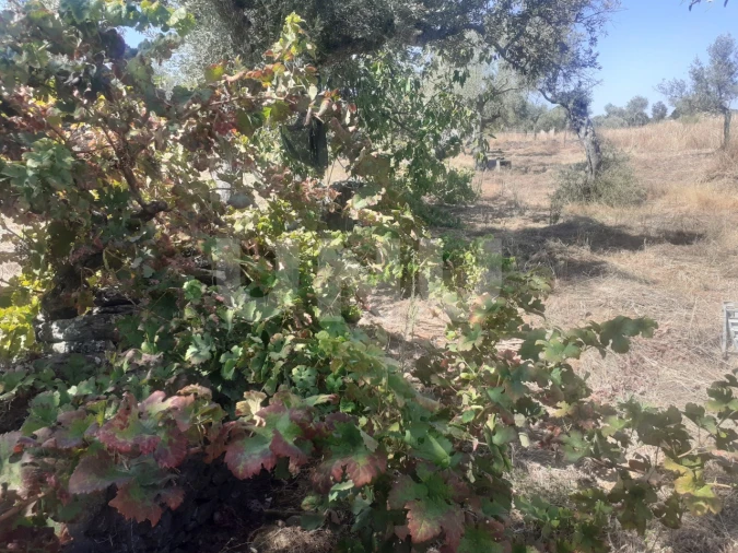 Terreno Agricola ou Rústico para Venda em Escalos de Baixo e Mata Foto 10