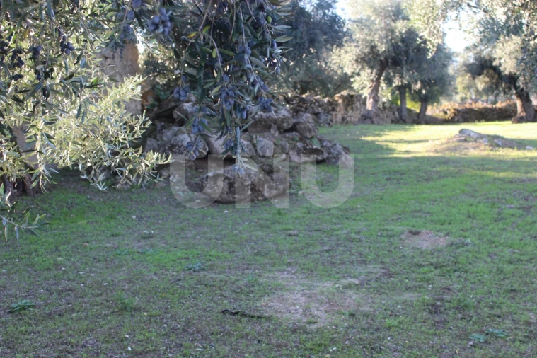 Terreno para Venda em Escalos de Cima e Lousa Foto 6