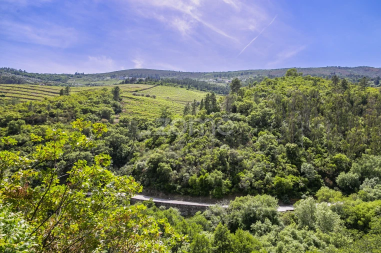 Quinta T9 para Venda em Provesende, Gouvães Douro, São Cristóvão Douro Foto 19