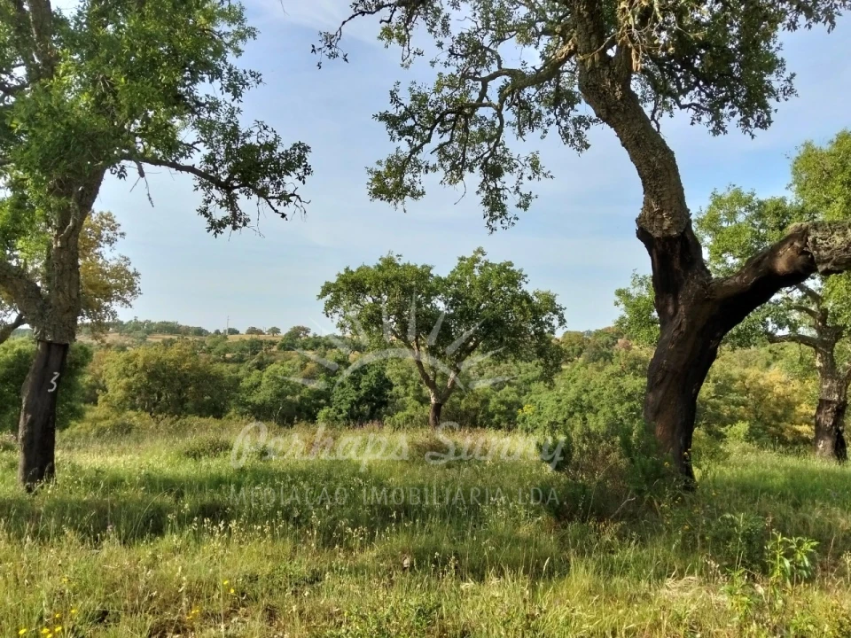 Terreno Misto para Venda em São Francisco da Serra Foto 13