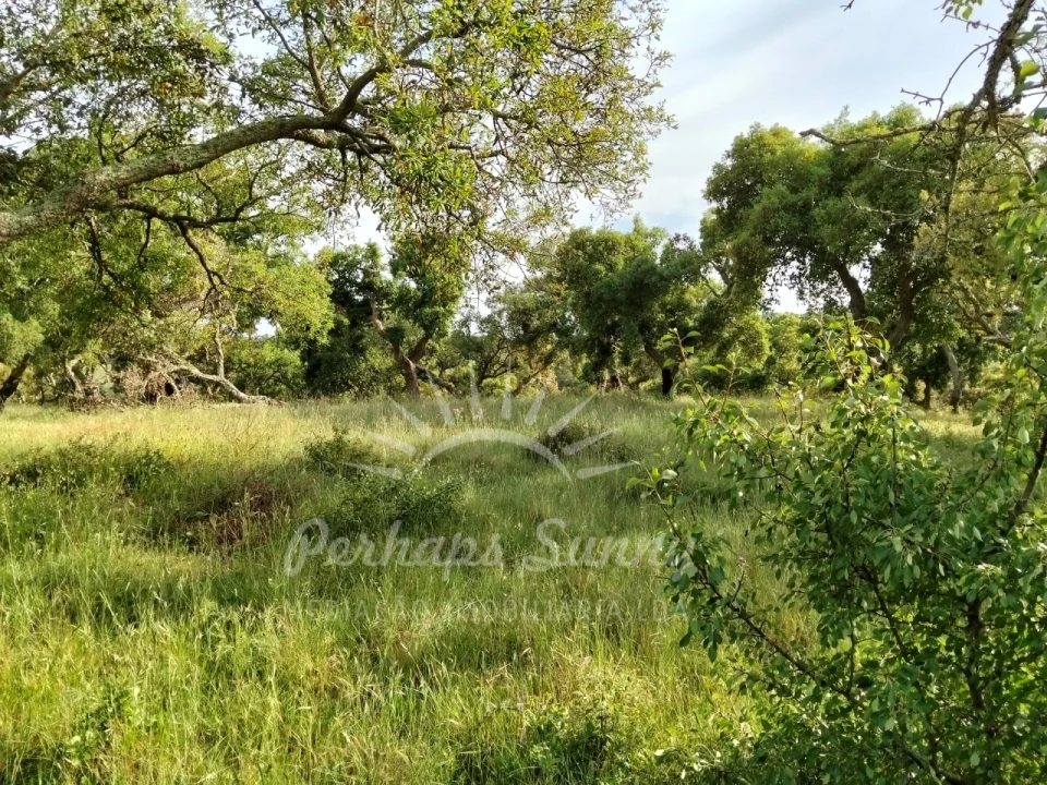Terreno Misto para Venda em São Francisco da Serra Foto 16