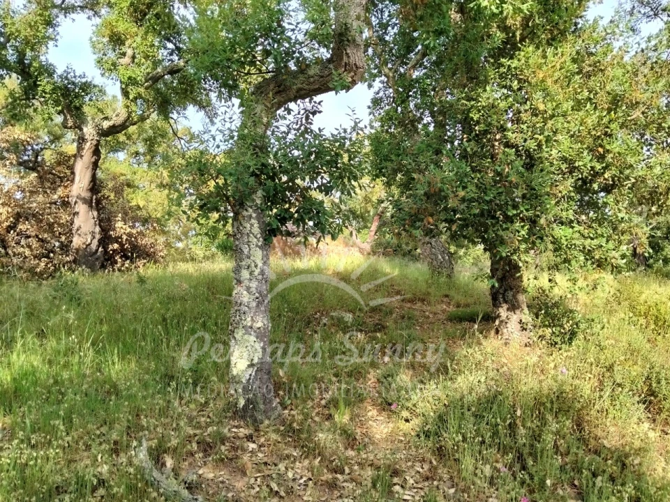 Terreno Misto para Venda em São Francisco da Serra Foto 17