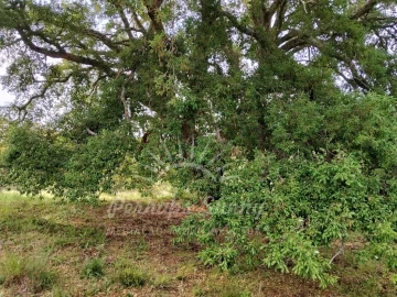 Terreno Misto para Venda em São Francisco da Serra
